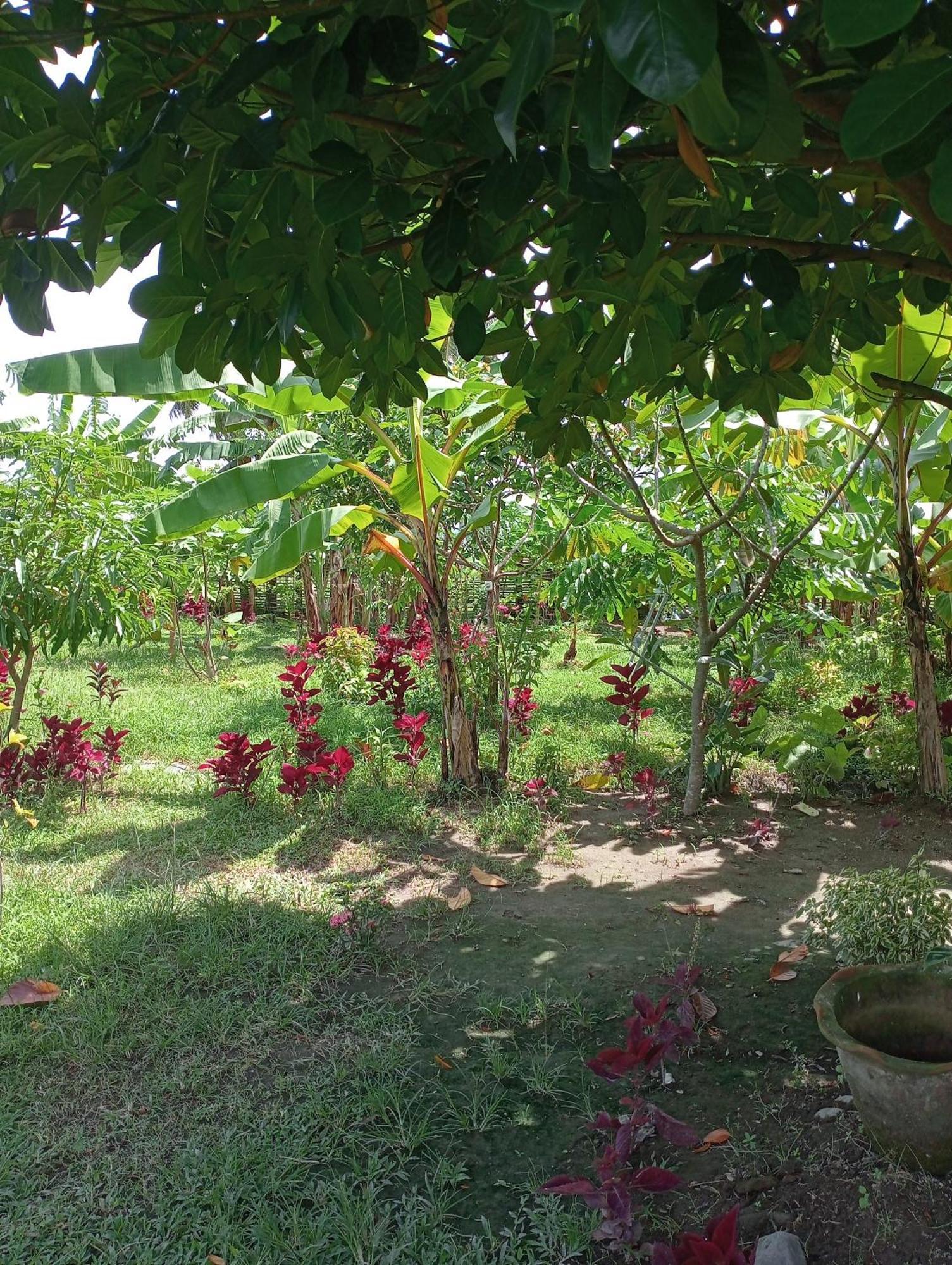 The Daun Puntik Homestay Pemenang Esterno foto